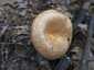 Fakó szőrgomba (Lactarius mairei), Budai-hegység